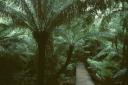 Maits Rest Regenwald